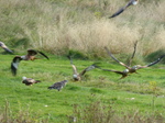 FZ023037 Red kites (Milvus milvus) and Buzzards (Buteo buteo).jpg